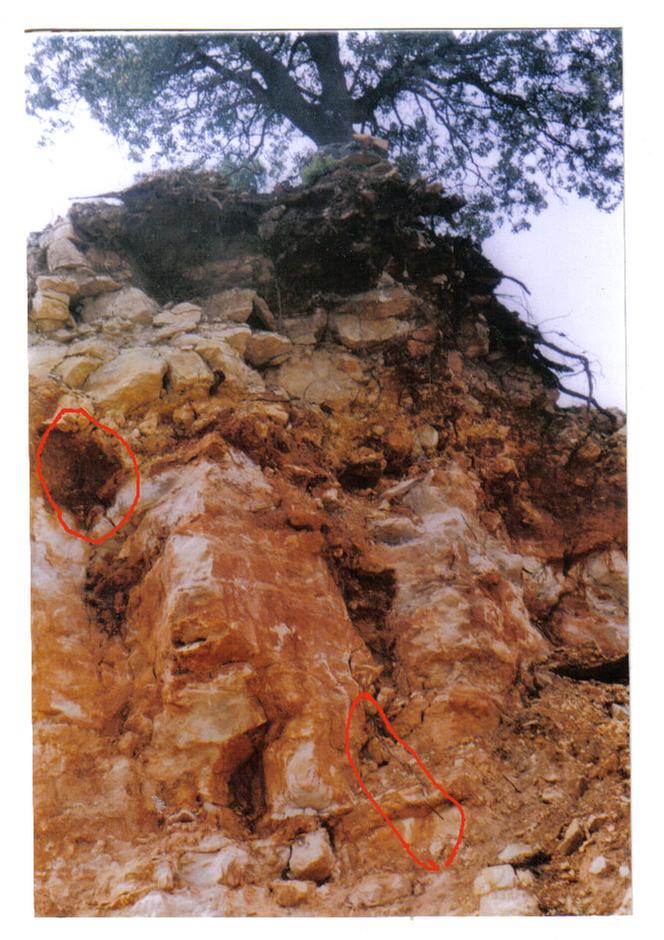 [Thumbnail for roots 6.jpg]